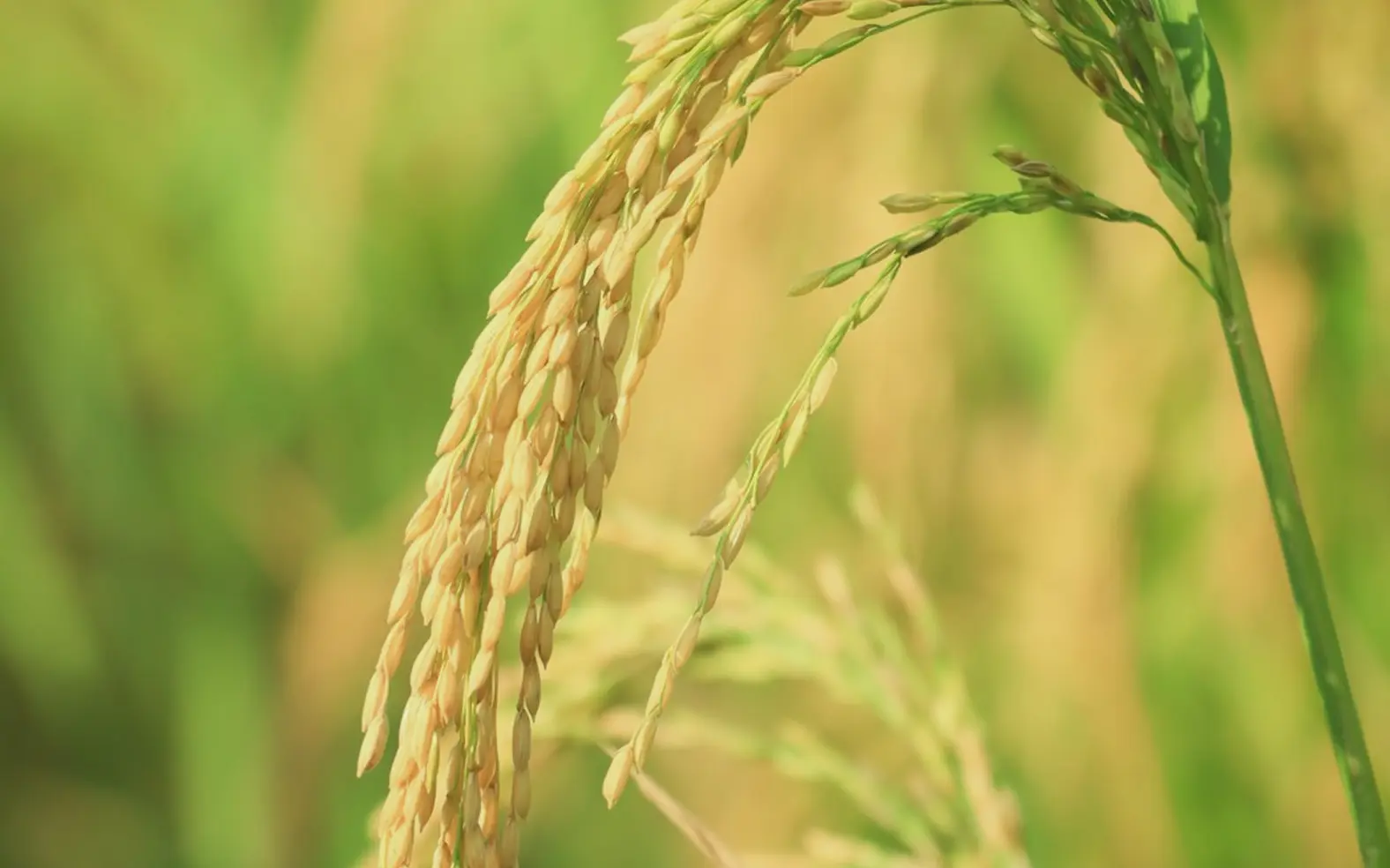 Image of Benih Padi Beres 05